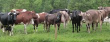 12 Kühe verschiedener Rassen auf der Weide