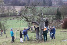 Acht Personen schneiden einen alten Obstbaum fachgerecht.