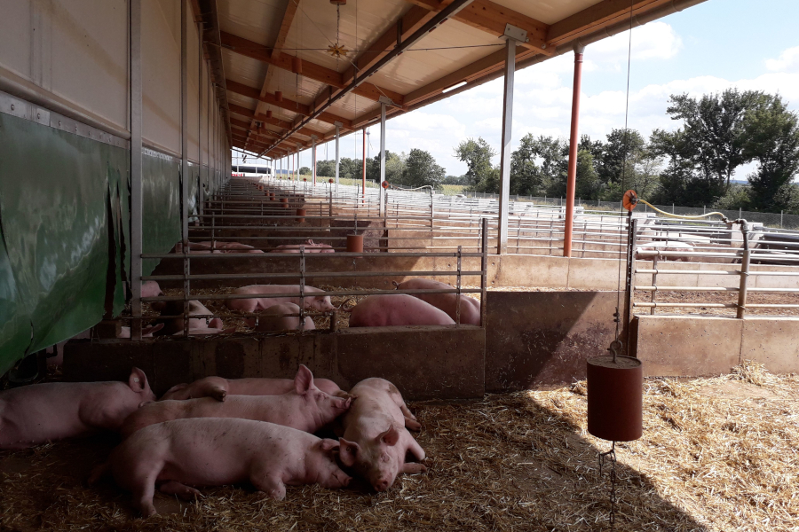Schweineauslauf mit überdachtem Bereich und Stroheinstreu zur Produktion von Schweinefleisch der Haltungsstufe 4 (Hofglück von Edeka)
