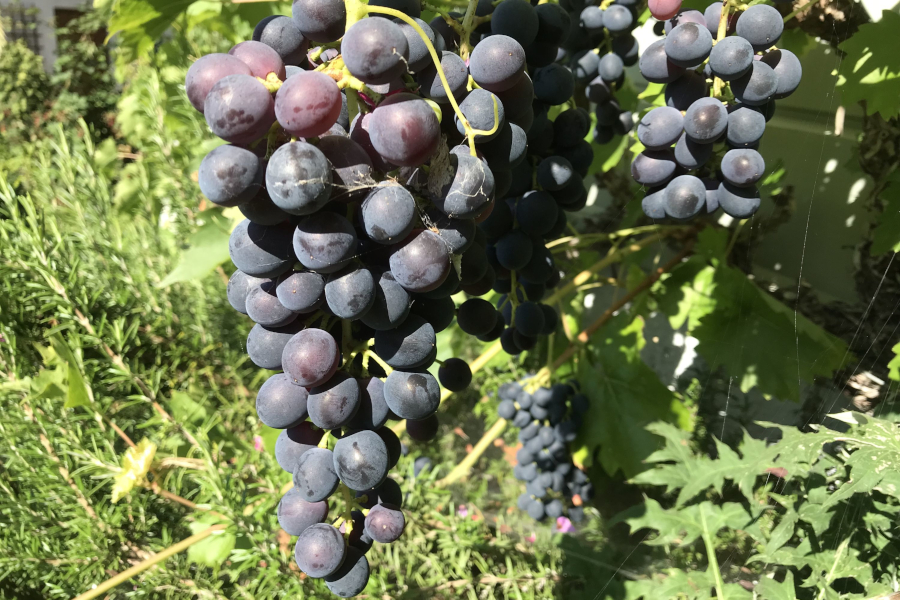 Gesunde reife Traube der blauen Sorte 'Muscat bleu'. Die Sorte ist gesund und gut geeignet für den Hausgarten