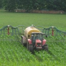 Traktor mit Güllefaß und Schleppschlauch bringt Gülle im Mais aus