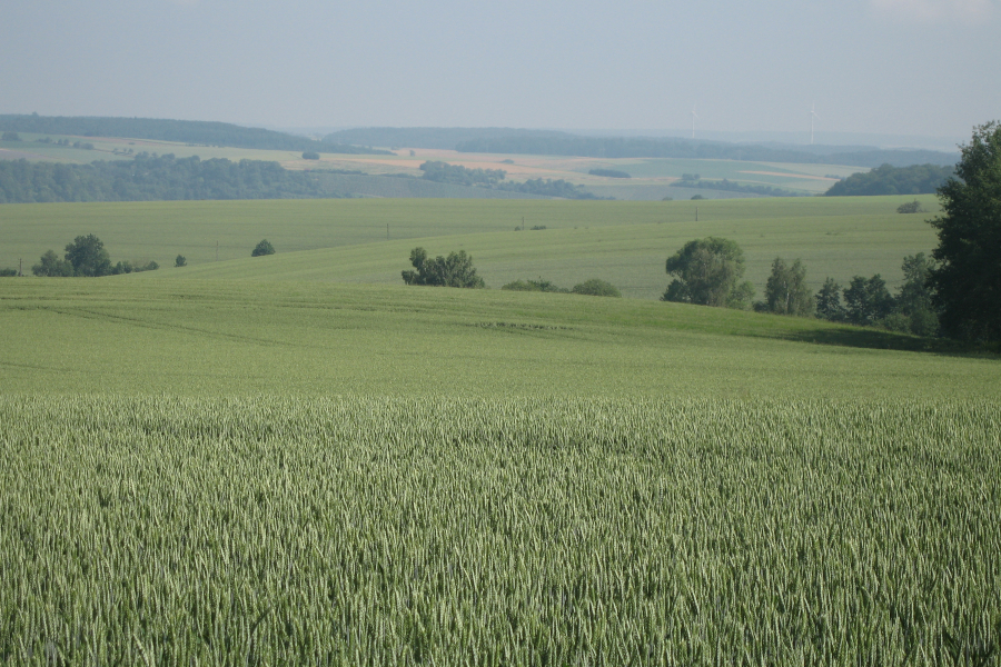 Weizenfeld