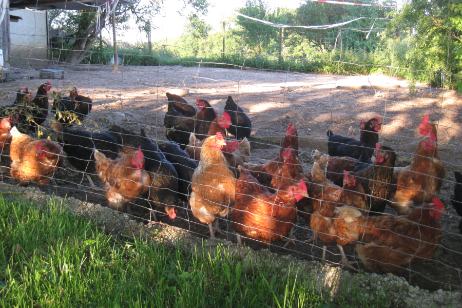 Hühnerauslauf