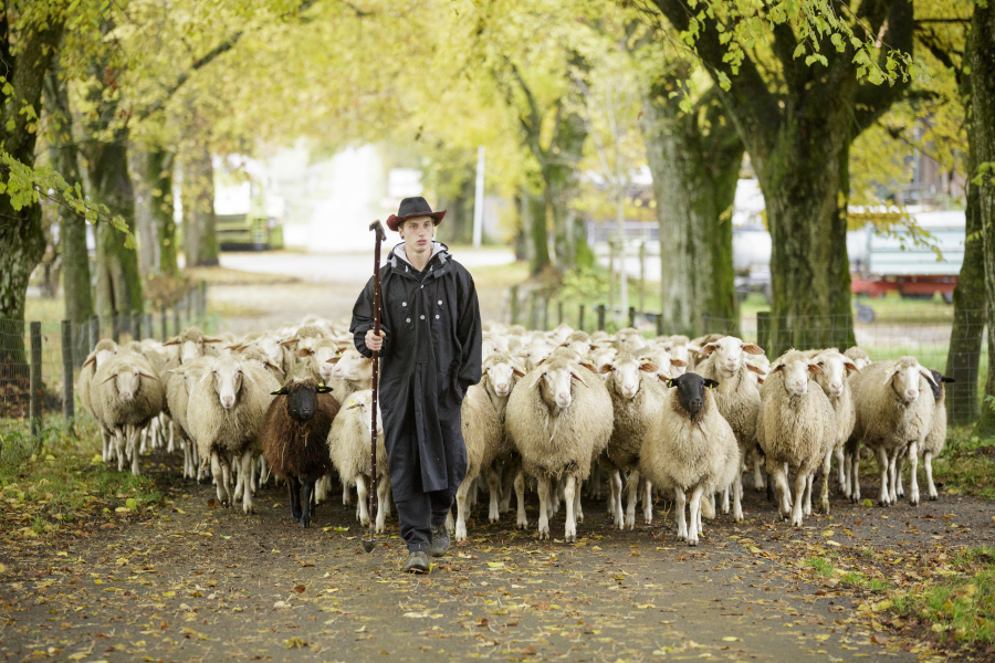 Schäfer führt Schafherde